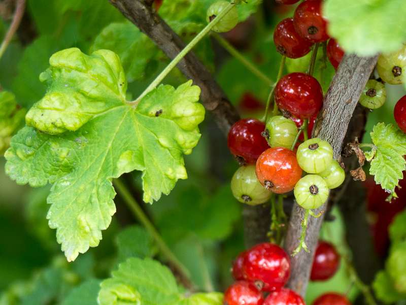 Johannisbeeren