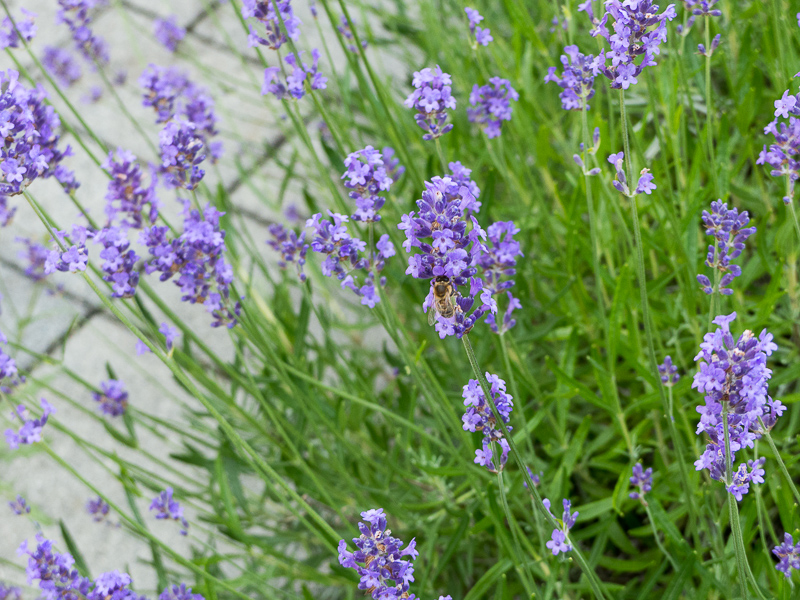 Lavendel