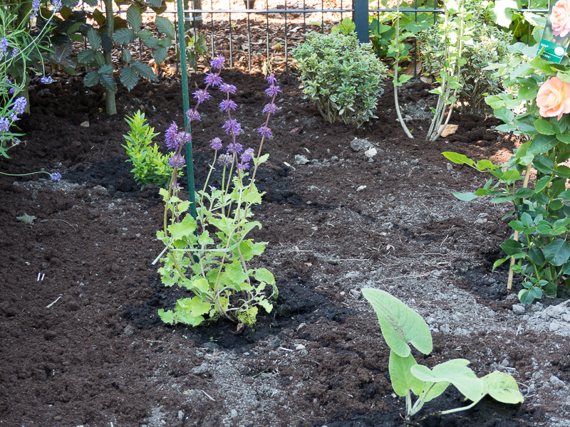 Im Vordergrund das Brandkraut, in der Mitte der Garten-Salbei und hinten der Weiderich