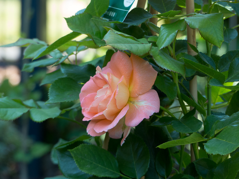 Strauchrose Bonita Rennaisance 