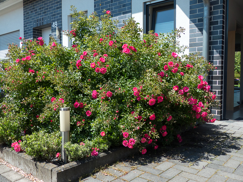 Blühende Rose im Vorgarten (11. Juni 2019)