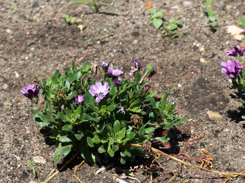 Kapkörbchen Osteospermum 