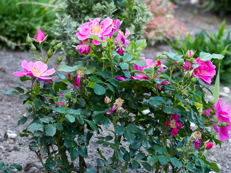 Rose Bienenweide Rosa