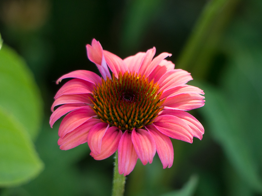 Sonnenhut Echinacea