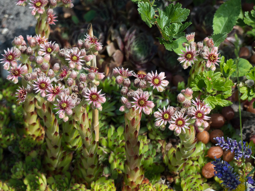 Blüte des Hauswurz