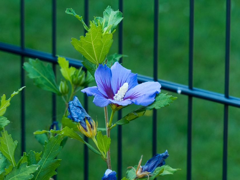 Hibiscus