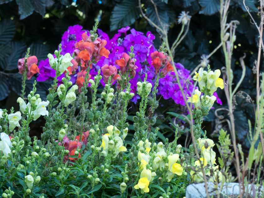 Löwenmäulchen vor Phlox