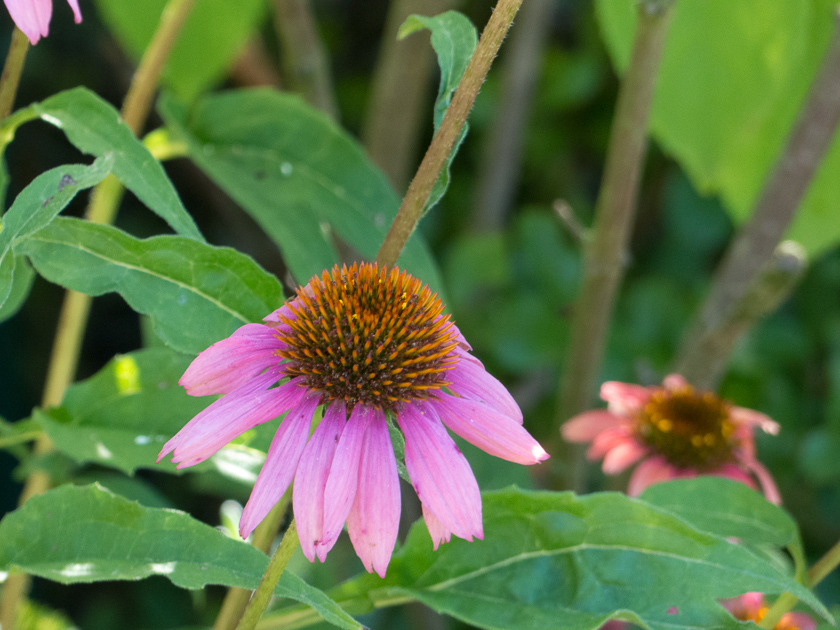 Sonnenhut – Echinacea