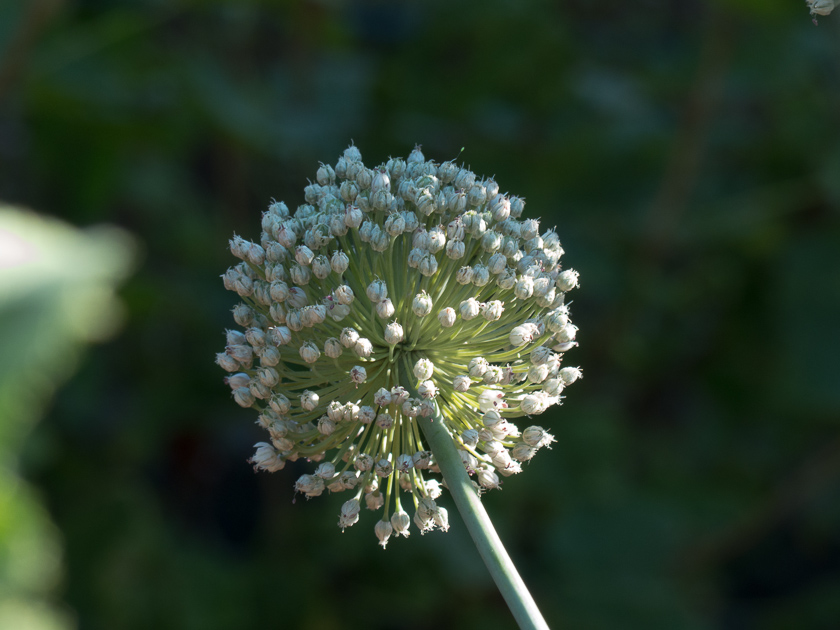 Lauchblüte