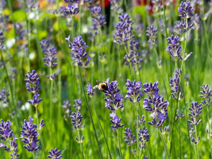 Besuch beim Lavendel