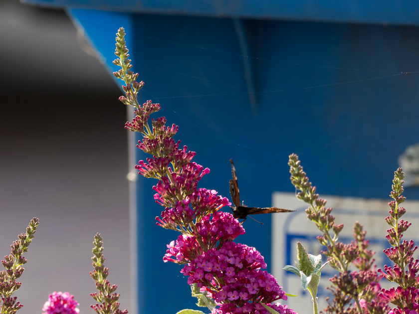 Schmetterling auf Sommerflieder