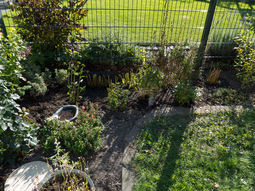 Weitere Phloxe an den nun freien Stellen am Gartenzaun