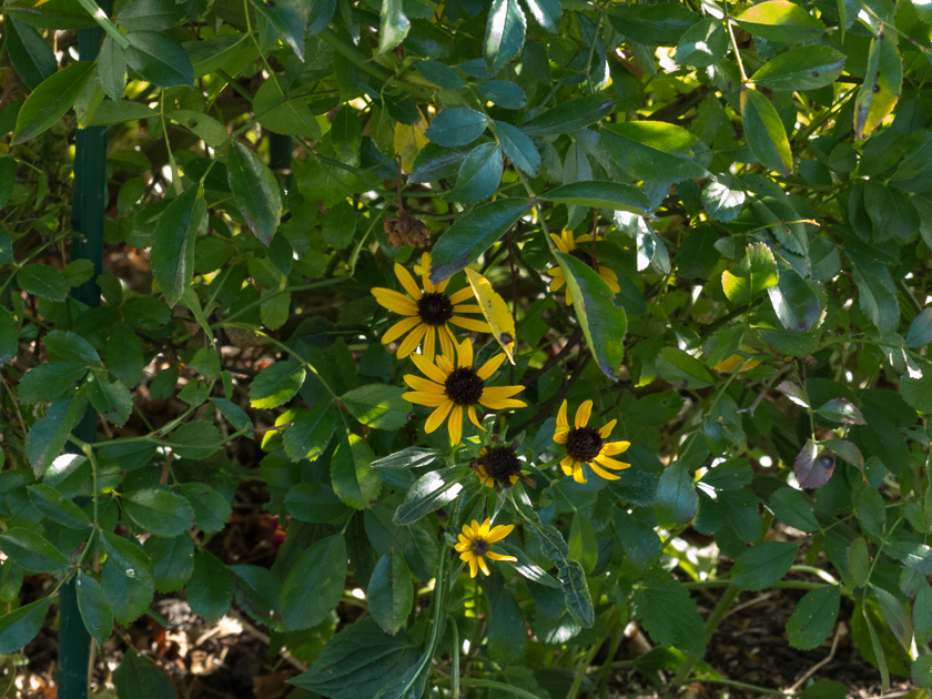 Rudbeckia