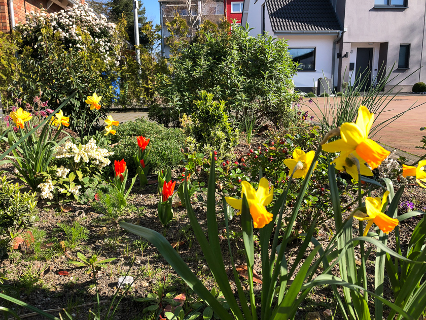 Tulpen und Osterglocken