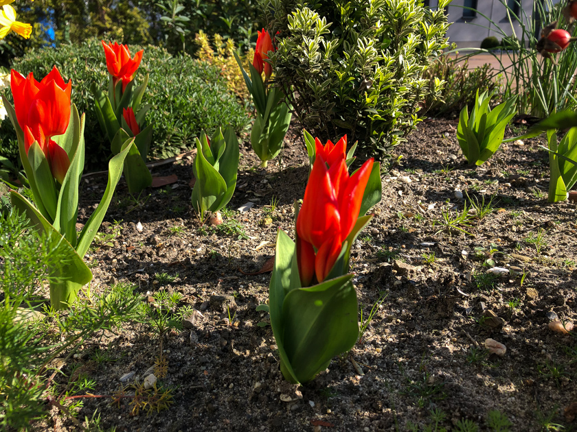 Tulpen