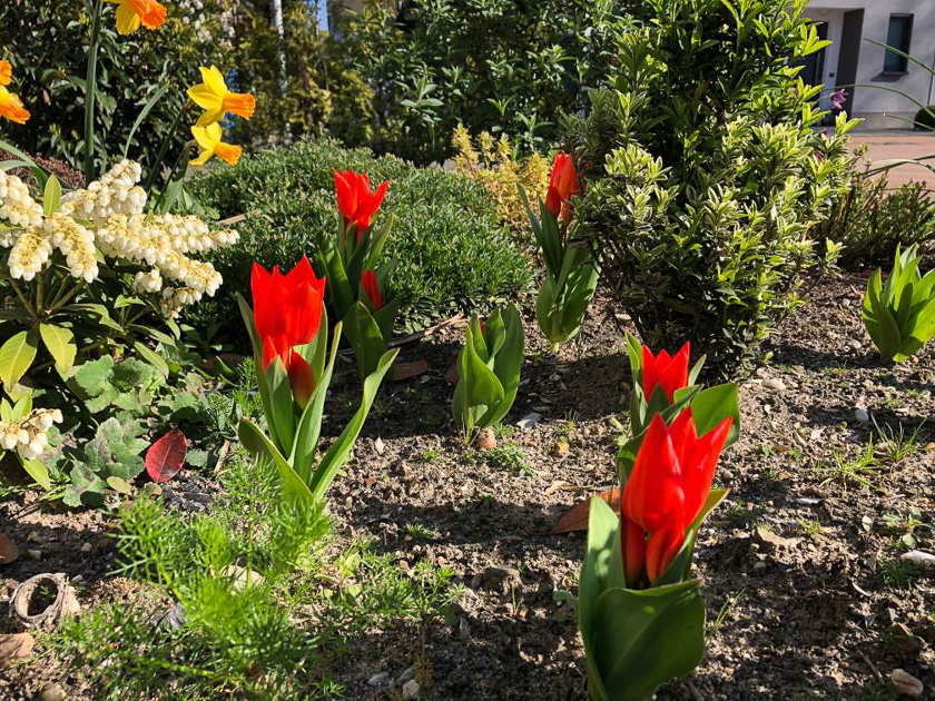 Tulpen und Osterglocken im Vorgarten