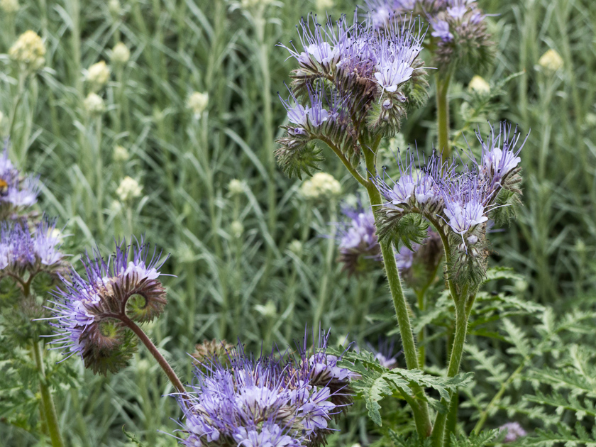 Currystrauch, Bienenweide