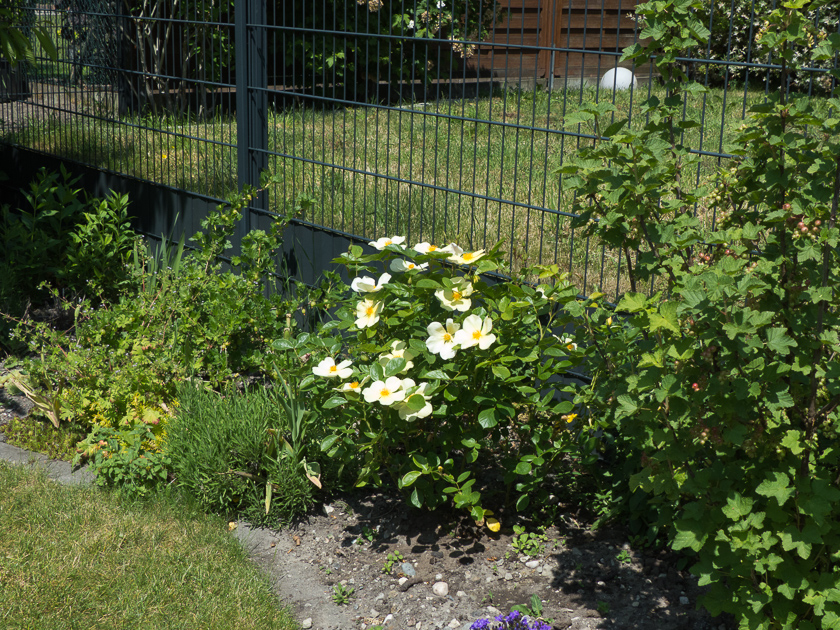 Rose Tottering by Gently