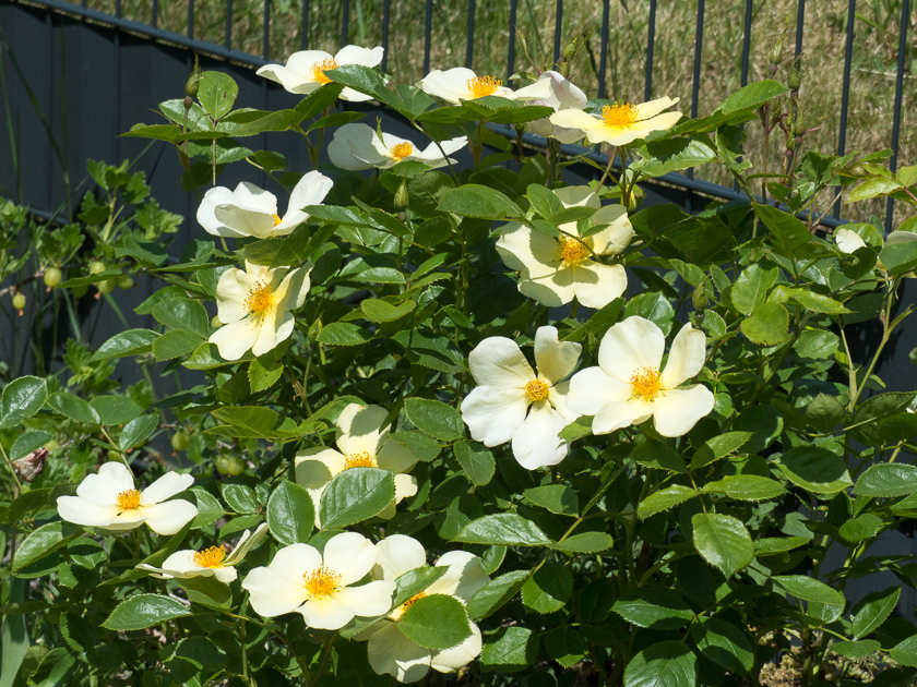 Rose Tottering by Gently