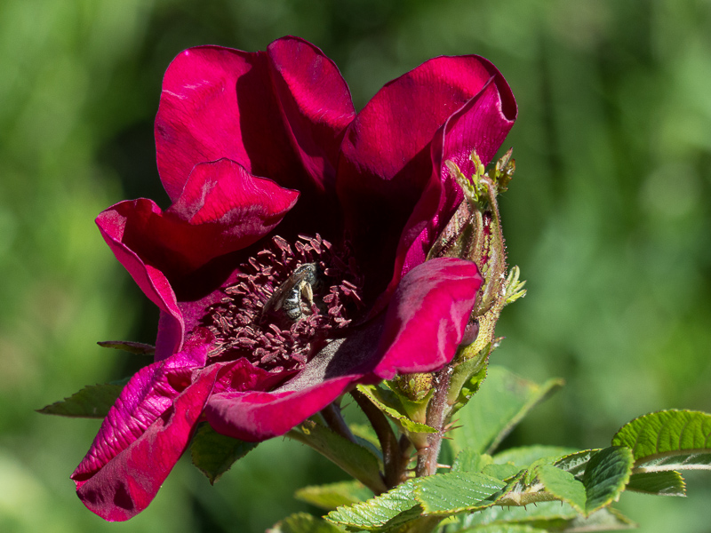 Rose Strandperle Norderney