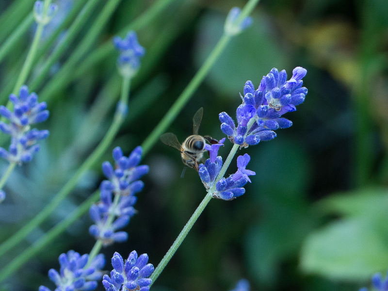 Biene am Lavendel