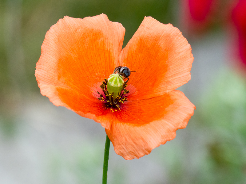 Besucher im Mohn