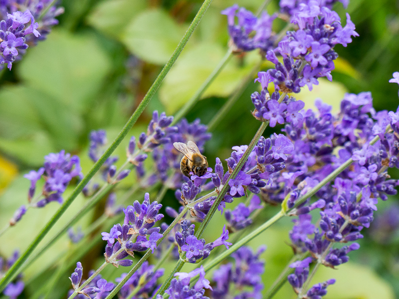 Lavendel