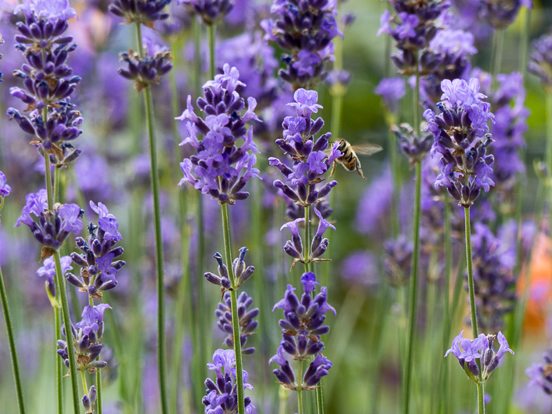 Lavendel