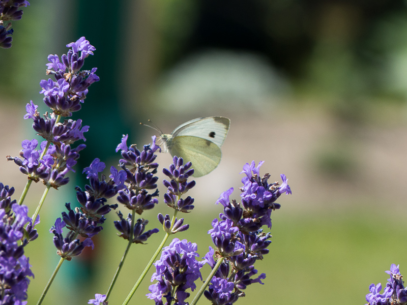 Falter am Lavendel