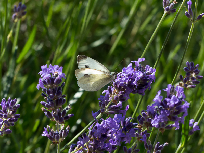 Falter am Lavendel