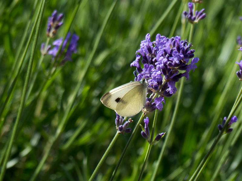 Falter am Lavendel