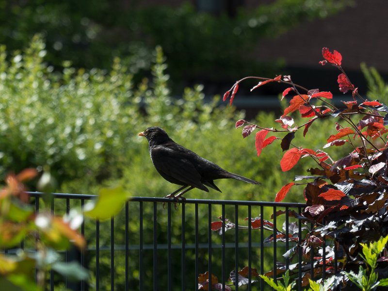 Amsel