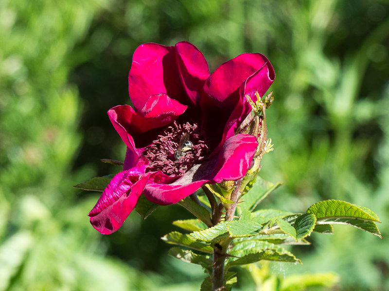 Rose Strandperle Norderney