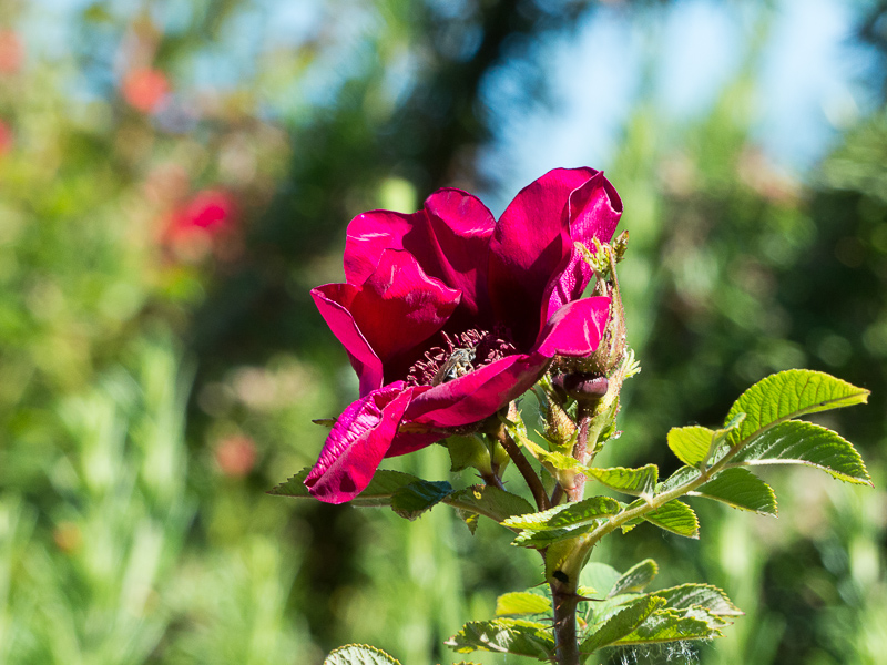 Rose Strandperle Norderney