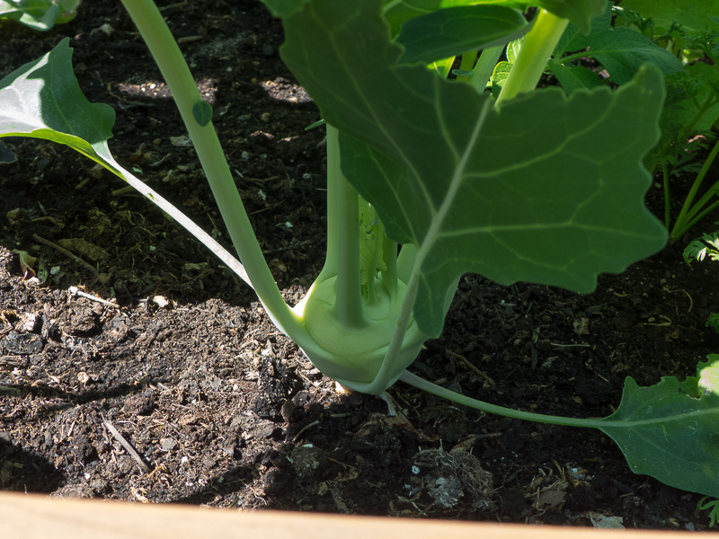 Kohlrabi