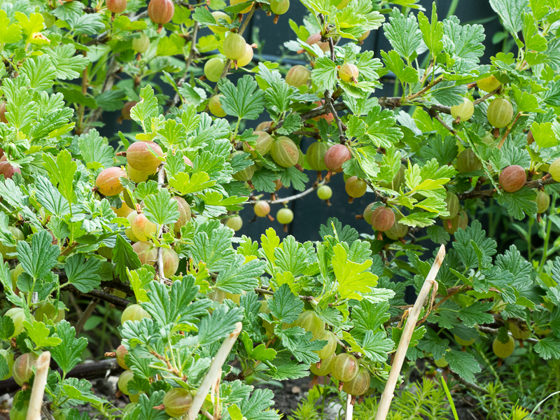 Stachelbeeren