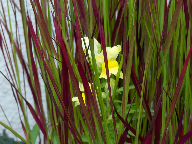 Löwenmäulchen im Gras