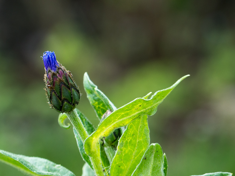 Knospe der Berg-Flockenblume