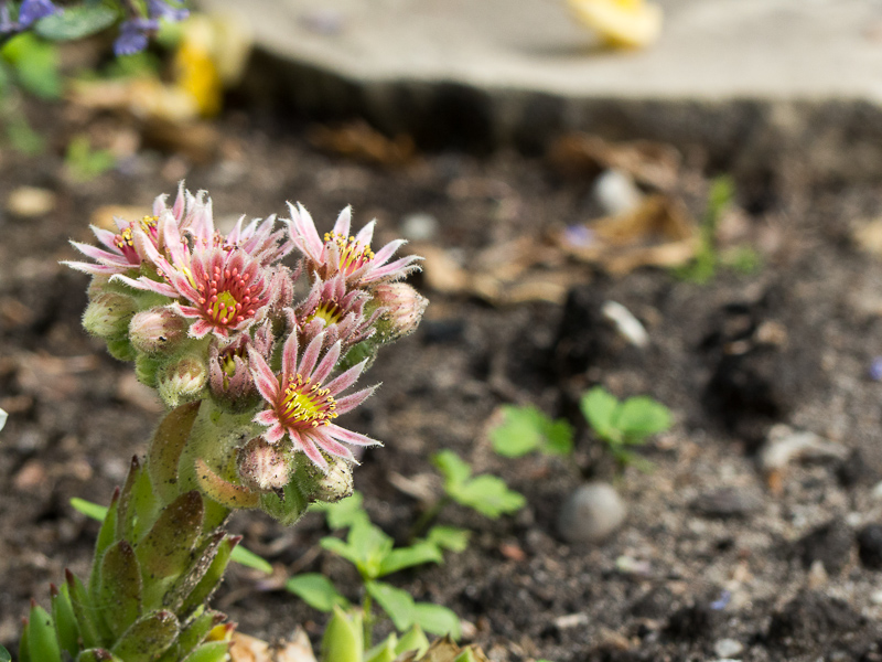 Blüte des Hauswurz