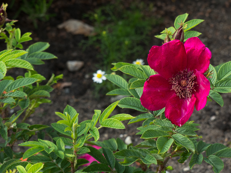 Rose Strandperle Norderney