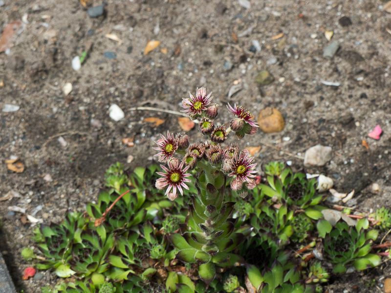 Blüte des Hauswurz