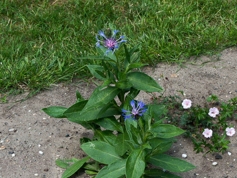 Centaurea montana - Berg-Flockenblume