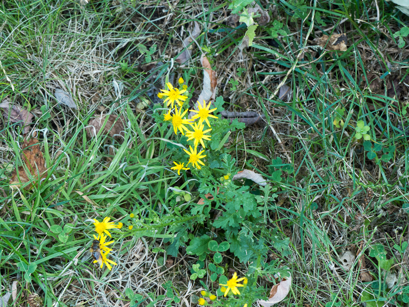 Jakobskreuzkraut (senecio jacobaea)