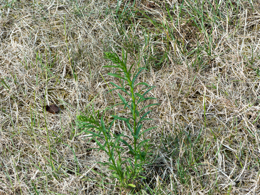 Kanadisches Berufkraut (erigeron canadensis)