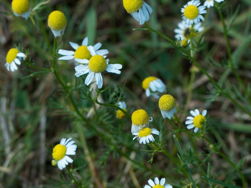 Hundskamille (anthemis-Art?)