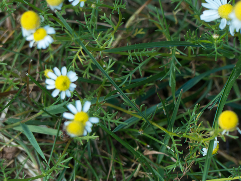 Hundskamille (anthemis-Art?)