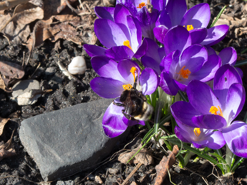 Hummel auf Krokussen