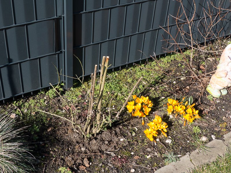 Sommerflieder und Krokusse