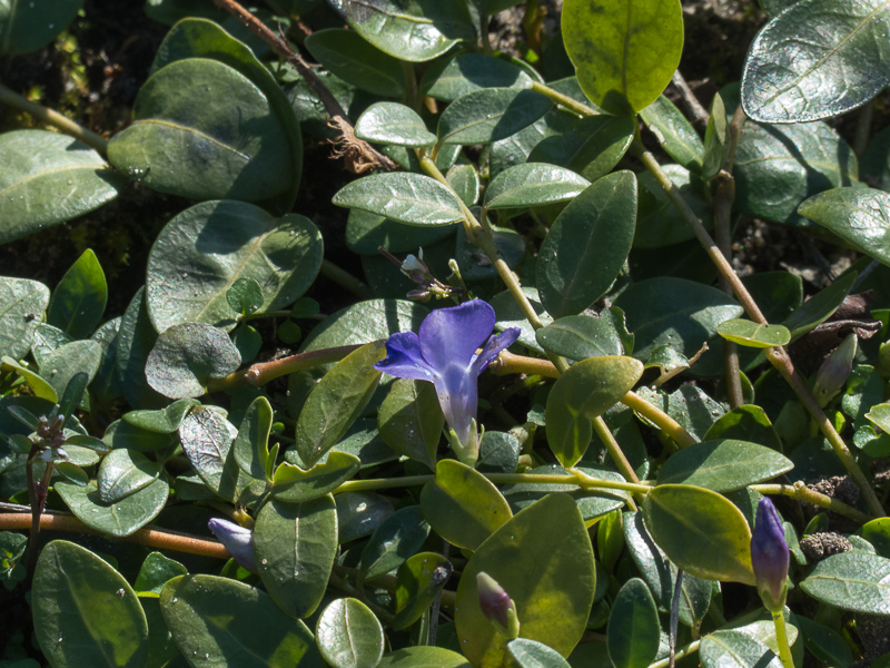 Blüte des Kleinen Immergrün