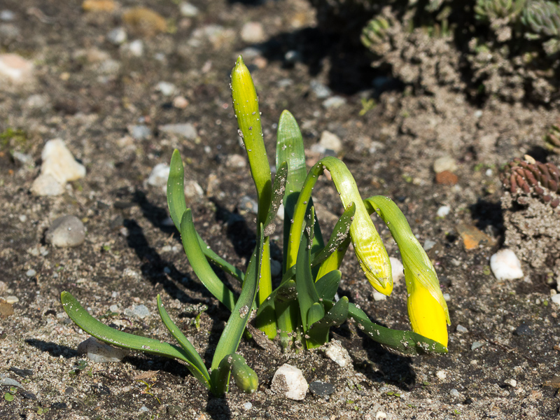 Osterglocken auf dem Hügelbeet